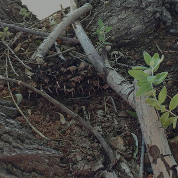 Brush Removal by Alpine Tree Service