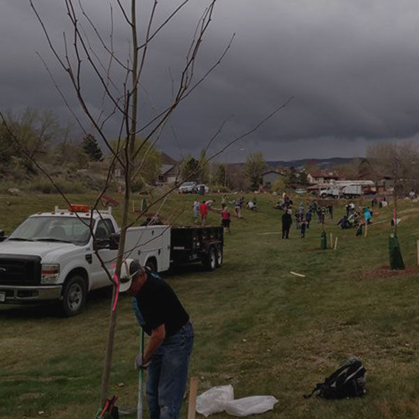 Public Tree Maintenance by Alpine Tree Service