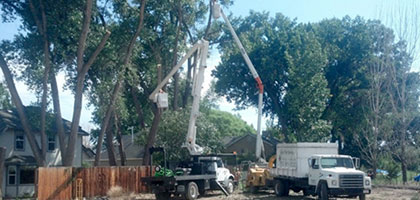 Alpine Tree Service team cutting down a tree