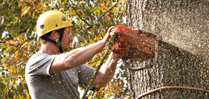 Tree Cutting by Alpine Tree Service