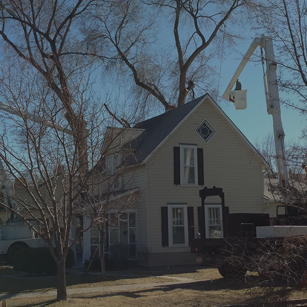 Residential Tree Services by Alpine Tree Service