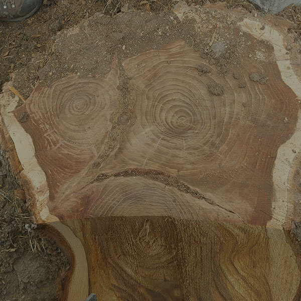 Stump Grinding services by Alpine Tree Service