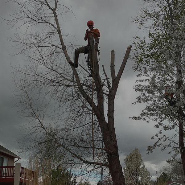 Alpine Tree Service tree removal