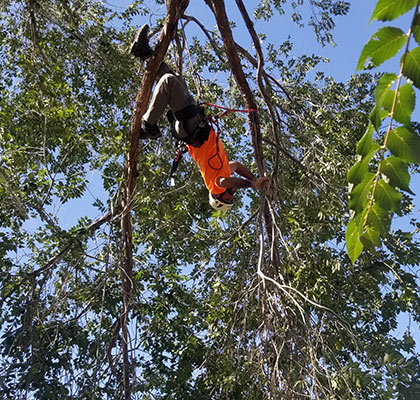 Alpine Tree Service team member climbing a tree to cut it down