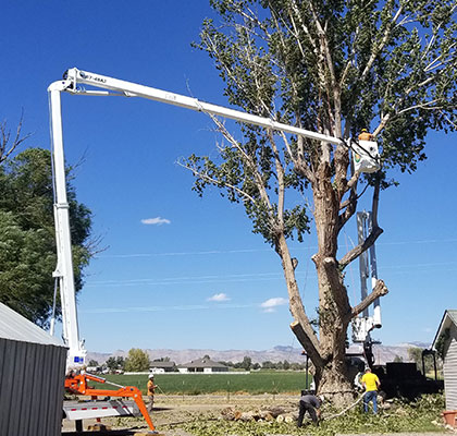 Tree Services by Alpine Tree Service