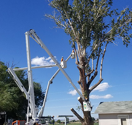 Tree Trimming by Alpine Tree Service
