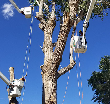 Tree Cutting with a bucket truck by Alpine Tree Service