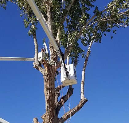 Alpine Tree Service team with a bucket truck