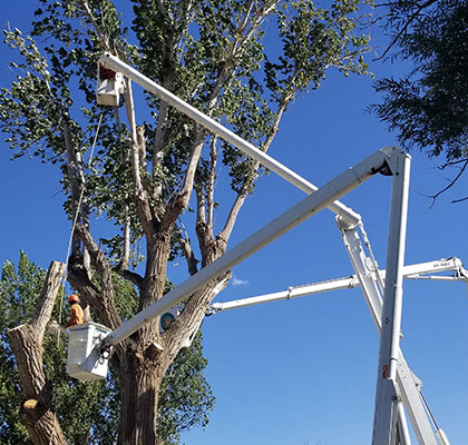 Tree cutting services